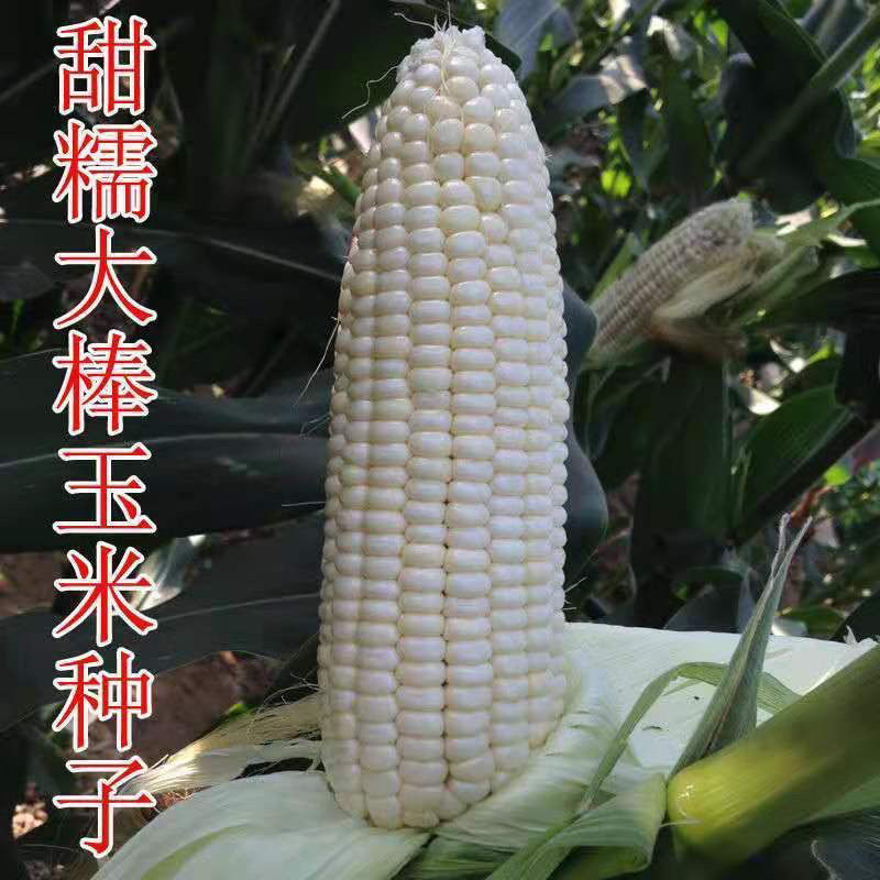 华农白甜糯玉米种籽甜加糯玉米种子高产蔬菜种高产孑特大甜糯