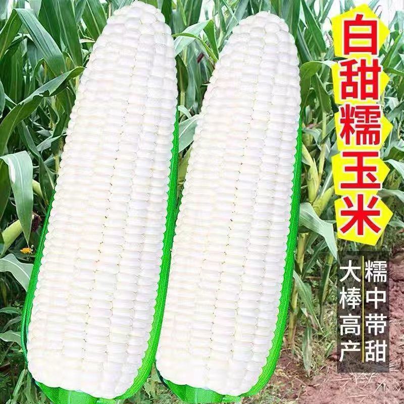 华农白甜糯玉米种籽甜加糯玉米种子高产蔬菜种高产孑特大甜糯