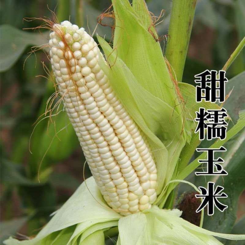 华农白甜糯玉米种籽甜加糯玉米种子高产蔬菜种高产孑特大甜糯