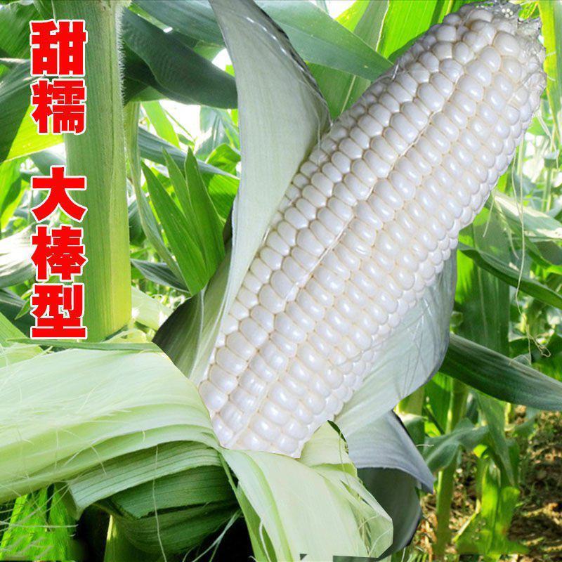 华农白甜糯玉米种籽甜加糯玉米种子高产蔬菜种高产孑特大甜糯