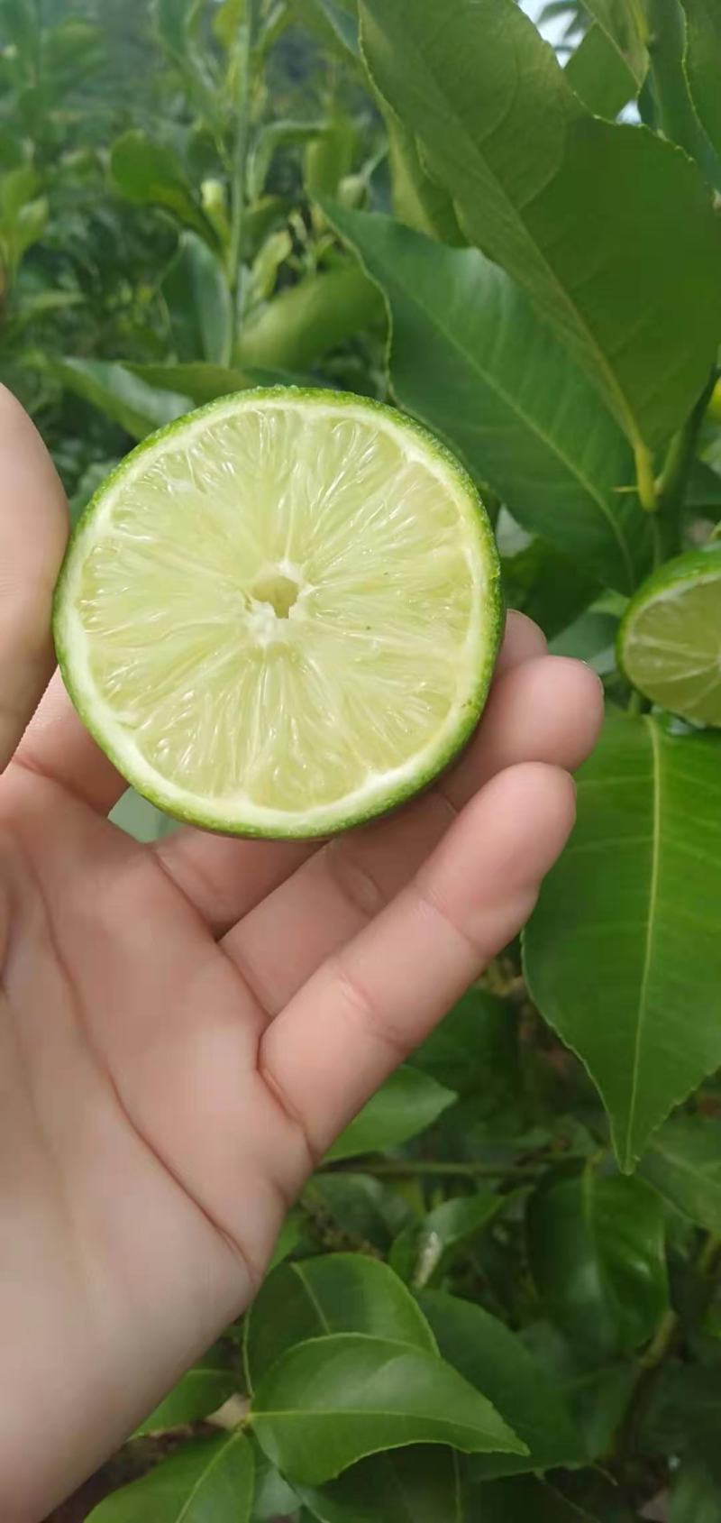 自家种的香水无籽青柠檬孕妇水果店奶茶榨汁专用自产自销…