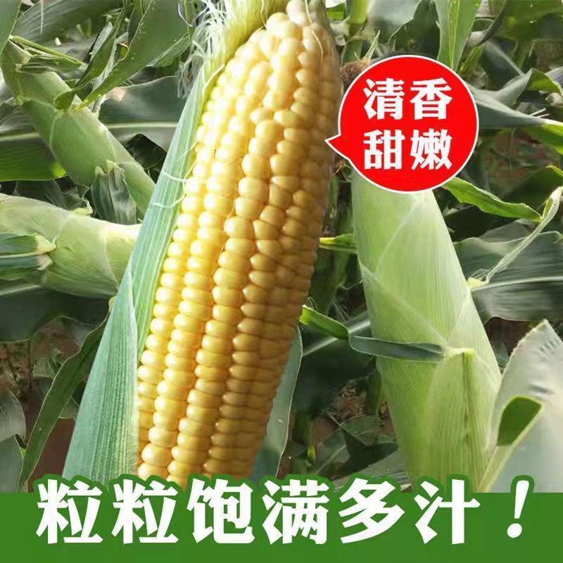 福如特水果玉米种子甜玉米种子四季播包邮即食高产早熟
