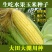 福如特水果玉米种子甜玉米种子四季播包邮即食高产早熟