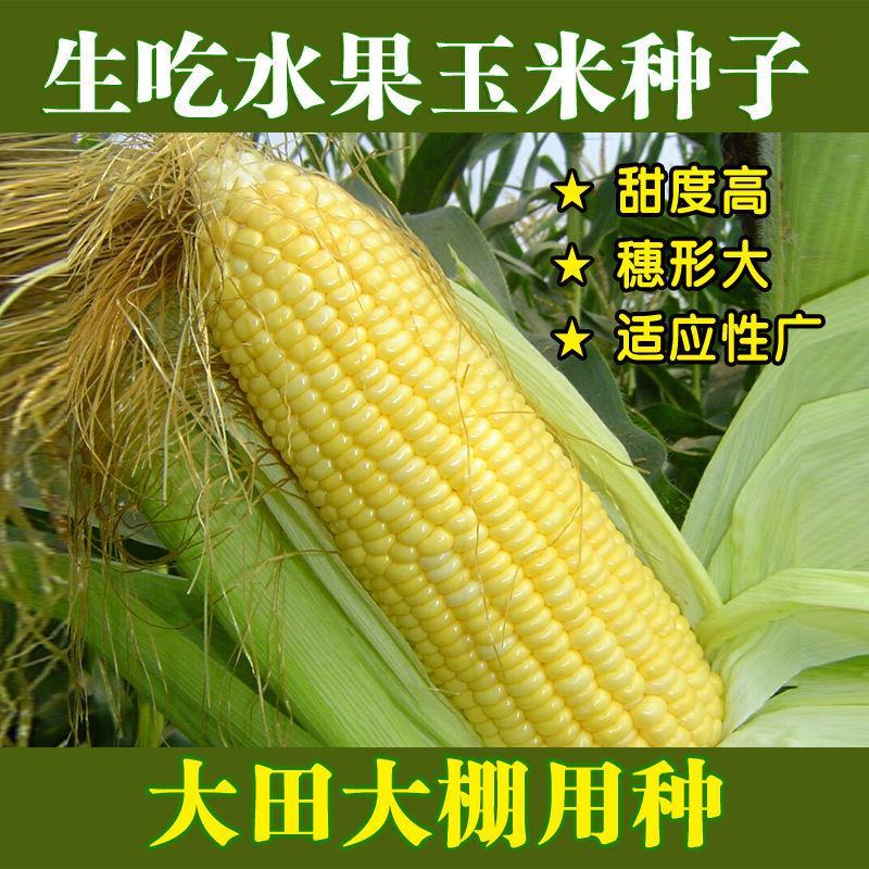 福如特水果玉米种子甜玉米种子四季播包邮即食高产早熟