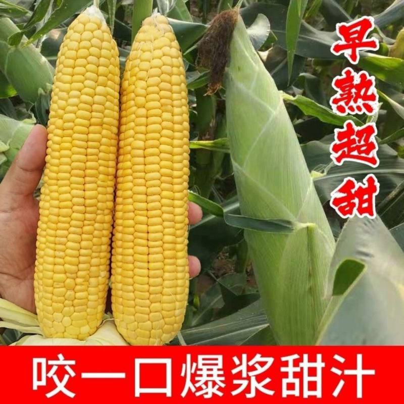 福如特水果玉米种子甜玉米种子四季播包邮即食高产早熟