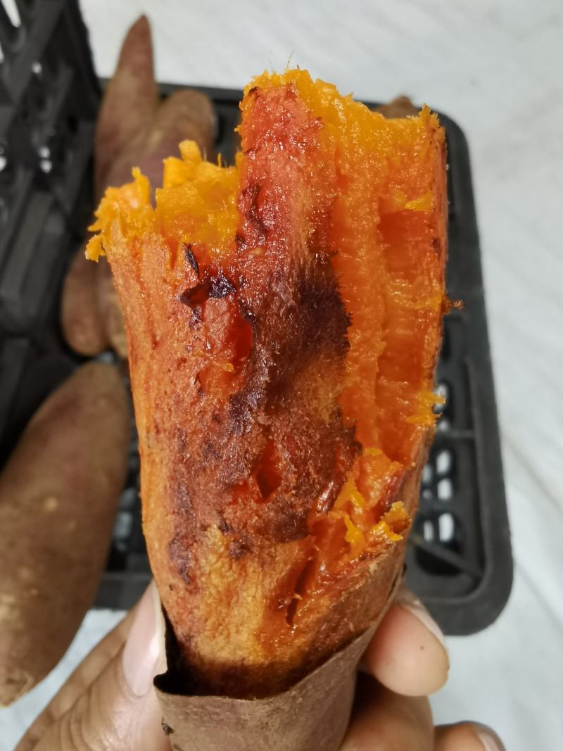 六鳌蜜薯西瓜红红薯适合烤着蒸着吃超甜美味