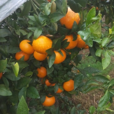 沃柑广西桂林全州沃柑大量批发供应价廉物美