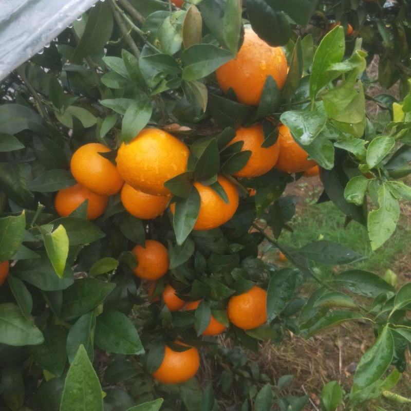 沃柑广西桂林全州沃柑大量批发供应价廉物美