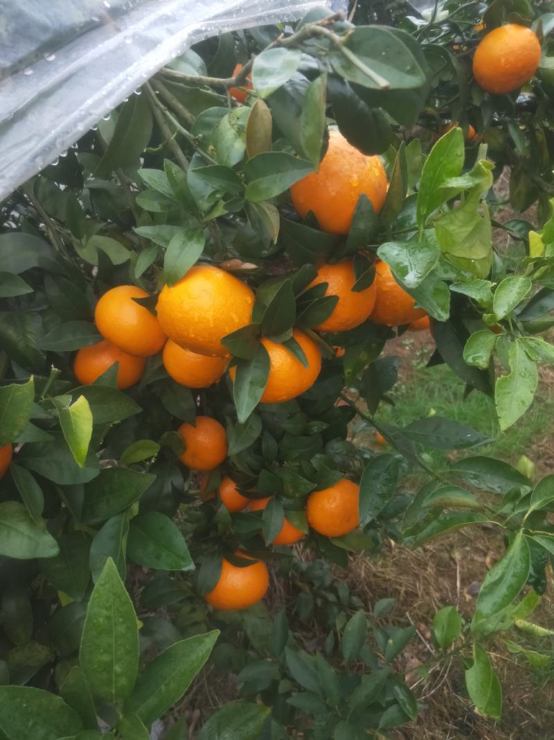 沃柑广西桂林全州沃柑大量批发供应价廉物美