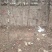 花椒树