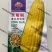 福如特水果玉米种子甜玉米种子四季播包邮即食高产早熟