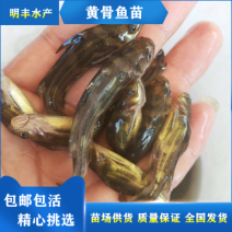 黄颡鱼黄骨子黄沙古黄角丁刺黃骨鱼苗🌟水花夏花水花苗