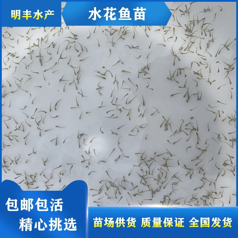 黄颡鱼黄骨子黄沙古黄角丁刺黃骨鱼苗🌟水花夏花水花苗