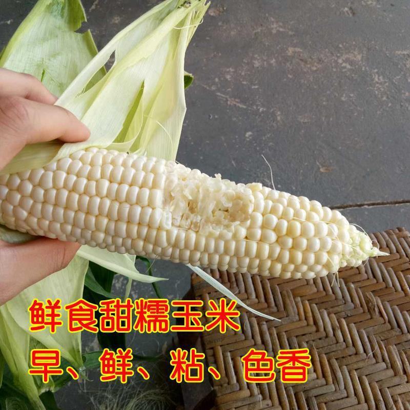 新科糯3000白糯玉米种子粘甜糯四季春夏播香甜糯玉米种籽