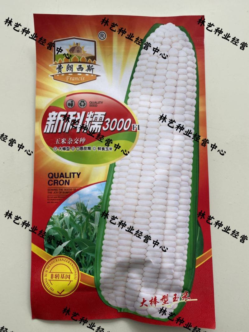 新科糯3000白糯玉米种子粘甜糯四季春夏播香甜糯玉米种籽