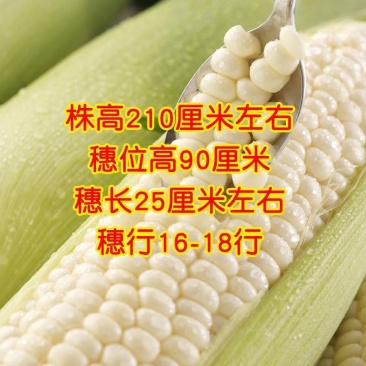 新科糯3000白糯玉米种子粘甜糯四季春夏播香甜糯玉米种籽
