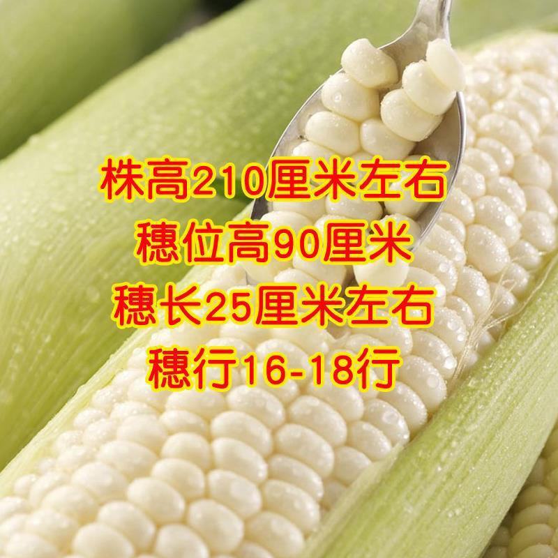 新科糯3000白糯玉米种子粘甜糯四季春夏播香甜糯玉米种籽
