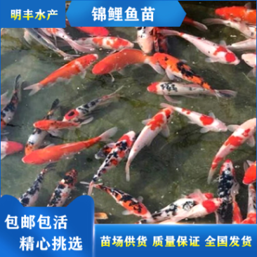 锦鲤鱼苗三色锦鲤鱼苗🌟全国各地支持发货(包邮)
