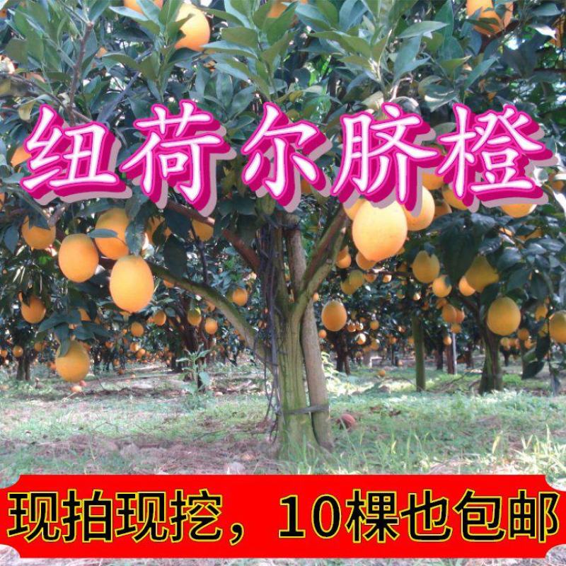 【放心购】早熟纽荷尔脐橙苗赣南早脐橙苗赣南脐橙苗橙子苗