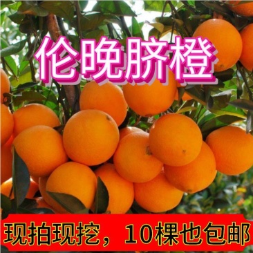 【放心购】正宗西班牙晚熟脐橙苗伦晚脐橙苗二月红脐橙苗