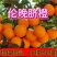 【放心购】正宗西班牙晚熟脐橙苗伦晚脐橙苗二月红脐橙苗