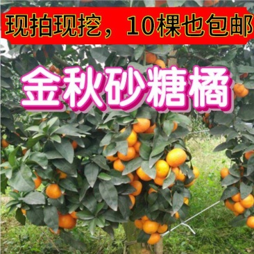 【放心购】中秋砂糖桔苗早熟砂糖桔苗枳壳枮砂糖桔苗柑桔苗
