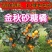 【放心购】中秋砂糖桔苗早熟砂糖桔苗枳壳枮砂糖桔苗柑桔苗
