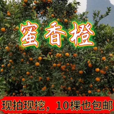 【放心购】正宗蜜香橙苗甜橙苗橙子苗埃及糖橙苗蜜橙苗
