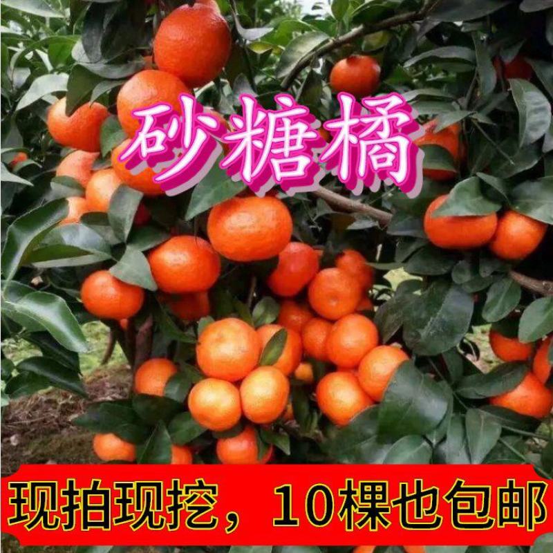 【放心购】砂糖橘苗枳壳枮砂糖桔苗早熟砂糖桔苗