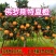 佛罗斯特夏橙苗早熟夏橙苗兴坪夏橙苗江永夏橙苗