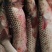 渤海湾鲜梭鱼从2.3两到3.4斤渔船不定时送货提前预定