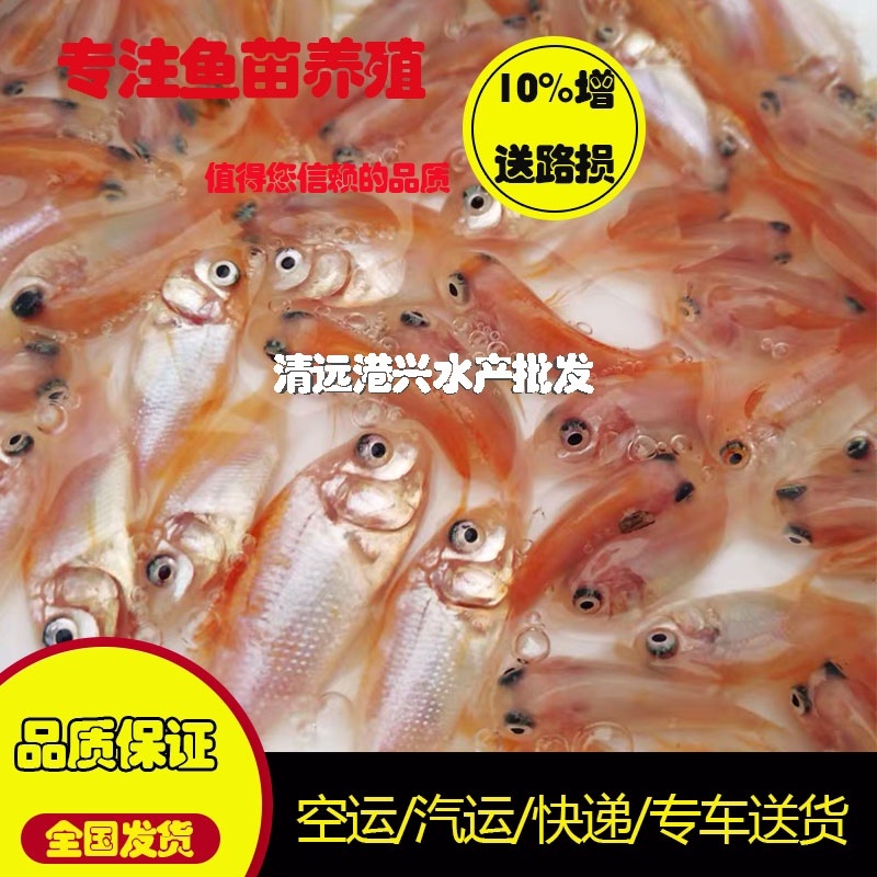 红罗非鱼苗√广东水产红斑苗√彩虹鲷🌟淡水养殖苗包活包