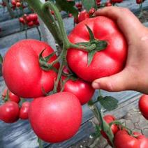 中蔬四号番茄种子大番茄水果西红柿种籽有机蔬菜种子高产