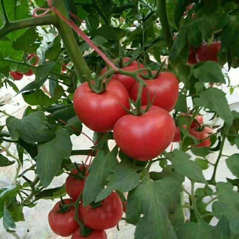 中蔬四号番茄种子大番茄水果西红柿种籽有机蔬菜种子高产
