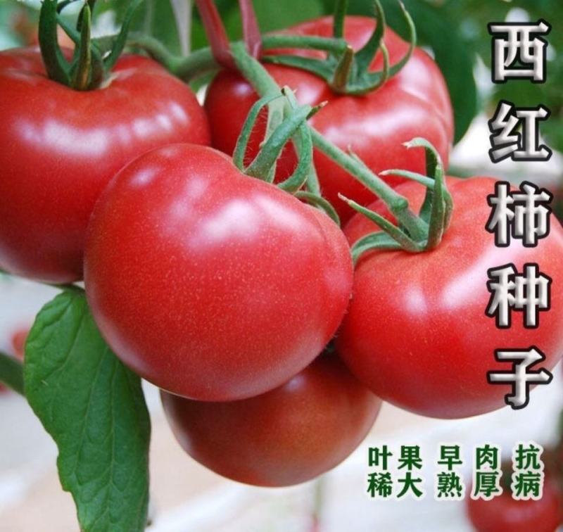 中蔬四号番茄种子大番茄水果西红柿种籽有机蔬菜种子高产