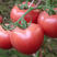 西红柿种子非转基因菜园盆栽番茄四季可播大果水果番茄蔬