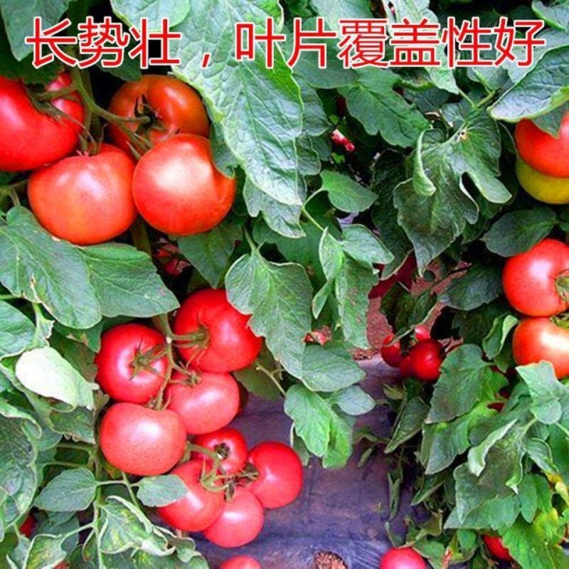 西红柿种子非转基因菜园盆栽番茄四季可播大果水果番茄蔬