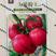 大果粉王西红柿种子多汁味美发芽率高高产稳产颜色亮大果型