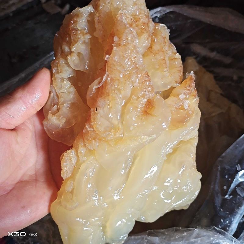 海蜇头沙蜇头！爽脆可口！凉拌下酒菜大量现货一手货源