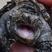 鳄鱼龟碌仔，2/3两精品龟碌仔，杂佛纯佛龟，佛鳄龟鳄龟苗