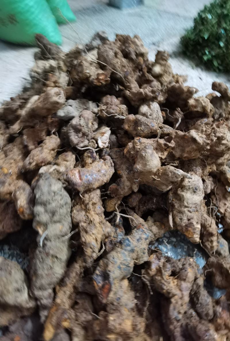 野生新鲜土茯苓中药土茯苓
