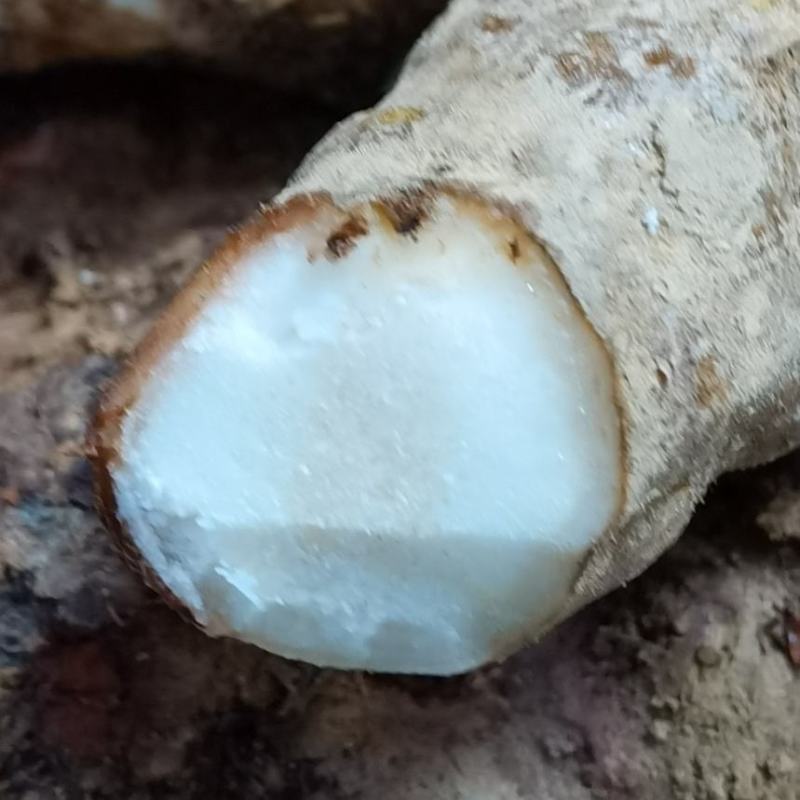 野生新鲜土茯苓中药土茯苓