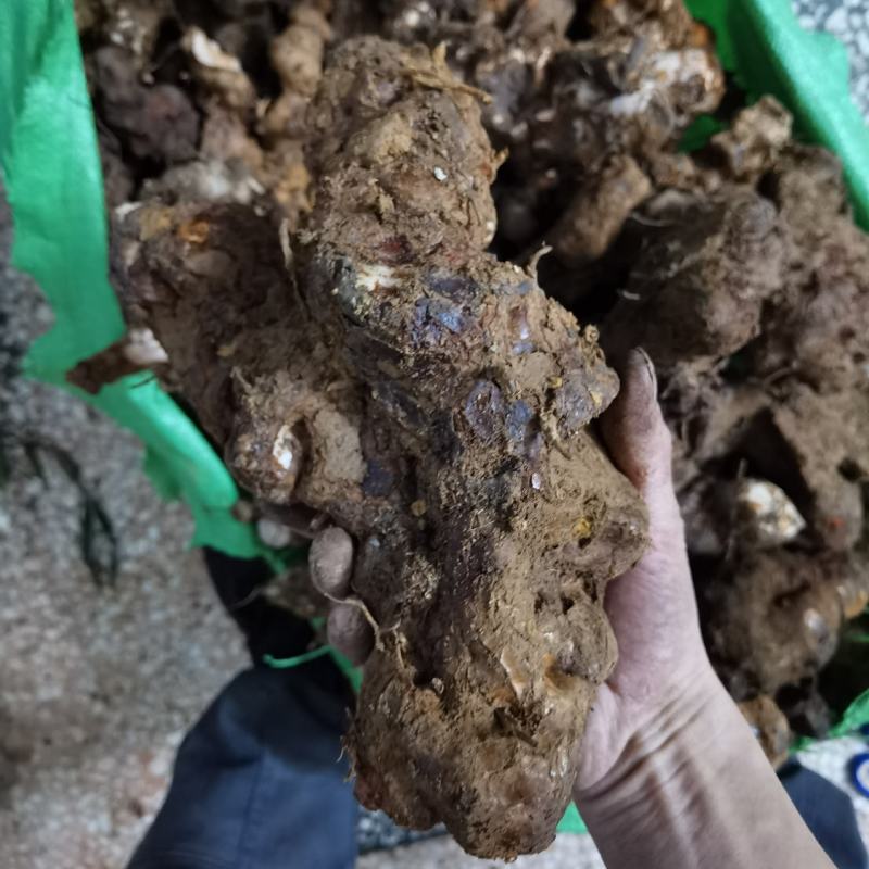 野生新鲜土茯苓中药土茯苓
