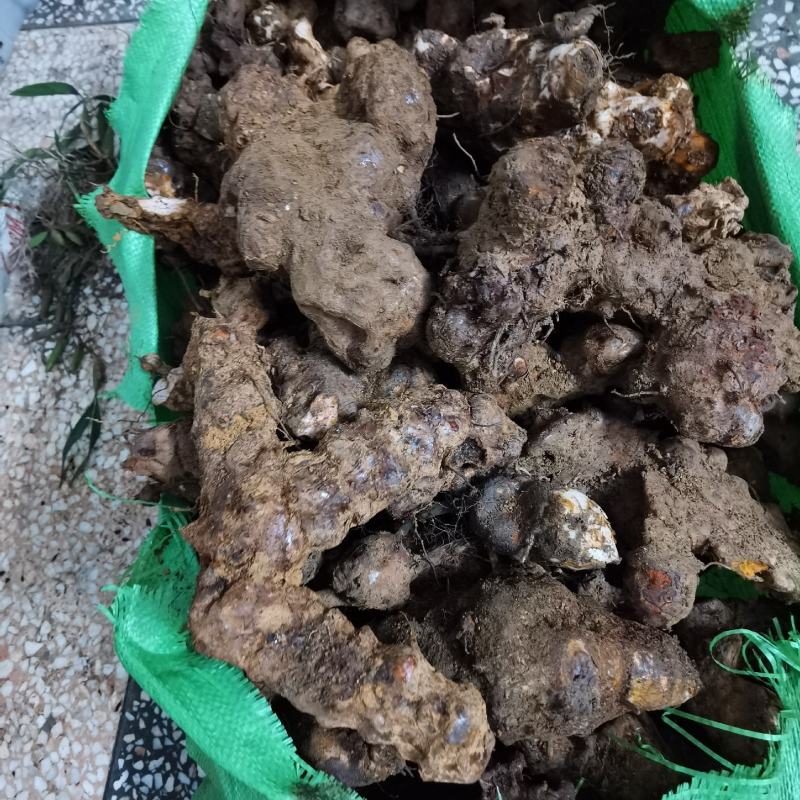 野生新鲜土茯苓中药土茯苓