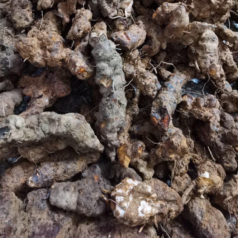 野生新鲜土茯苓中药土茯苓