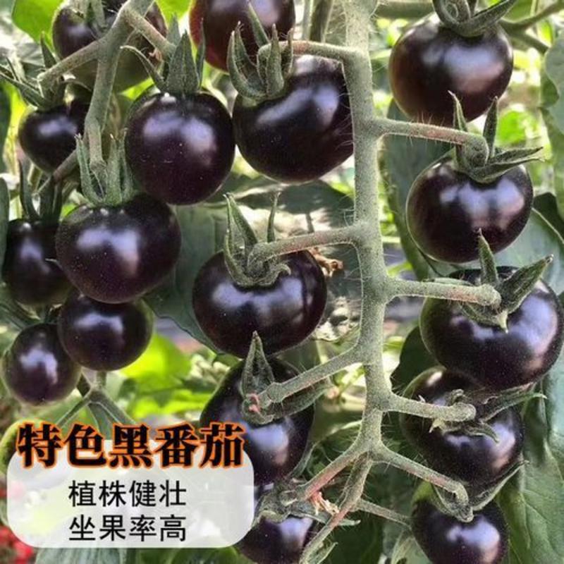 黑珍珠番茄种子四季阳台盆栽种植黑宝石番茄水果型西红柿蔬菜