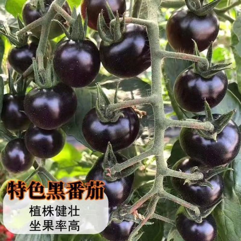 黑珍珠番茄种子