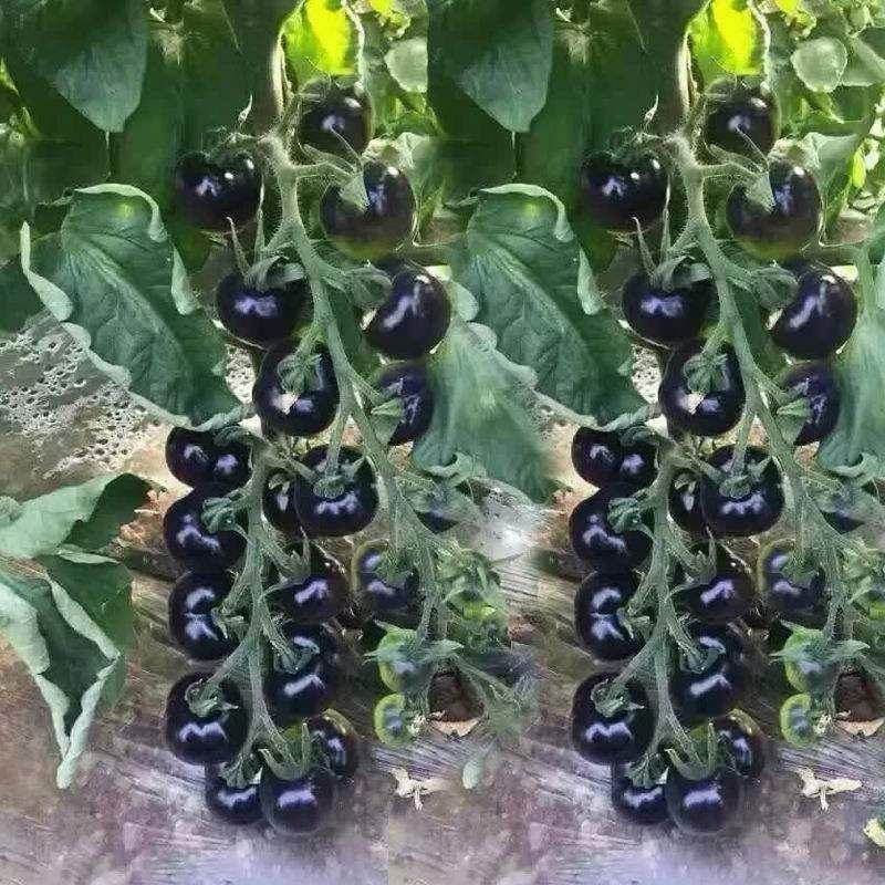 黑珍珠番茄种子