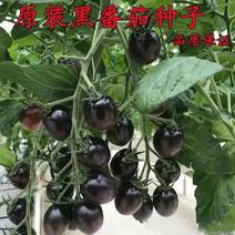 黑珍珠番茄种子四季阳台盆栽种植黑宝石番茄水果型西红柿蔬菜