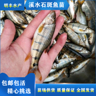 小型溪石斑鱼苗鲜活光唇鱼苗淡水养殖可观赏